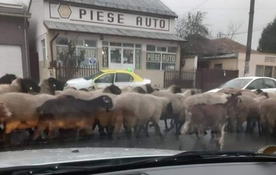 IMAGINILE ZILEI: O turmă de oi blochează centrul Alexandriei
