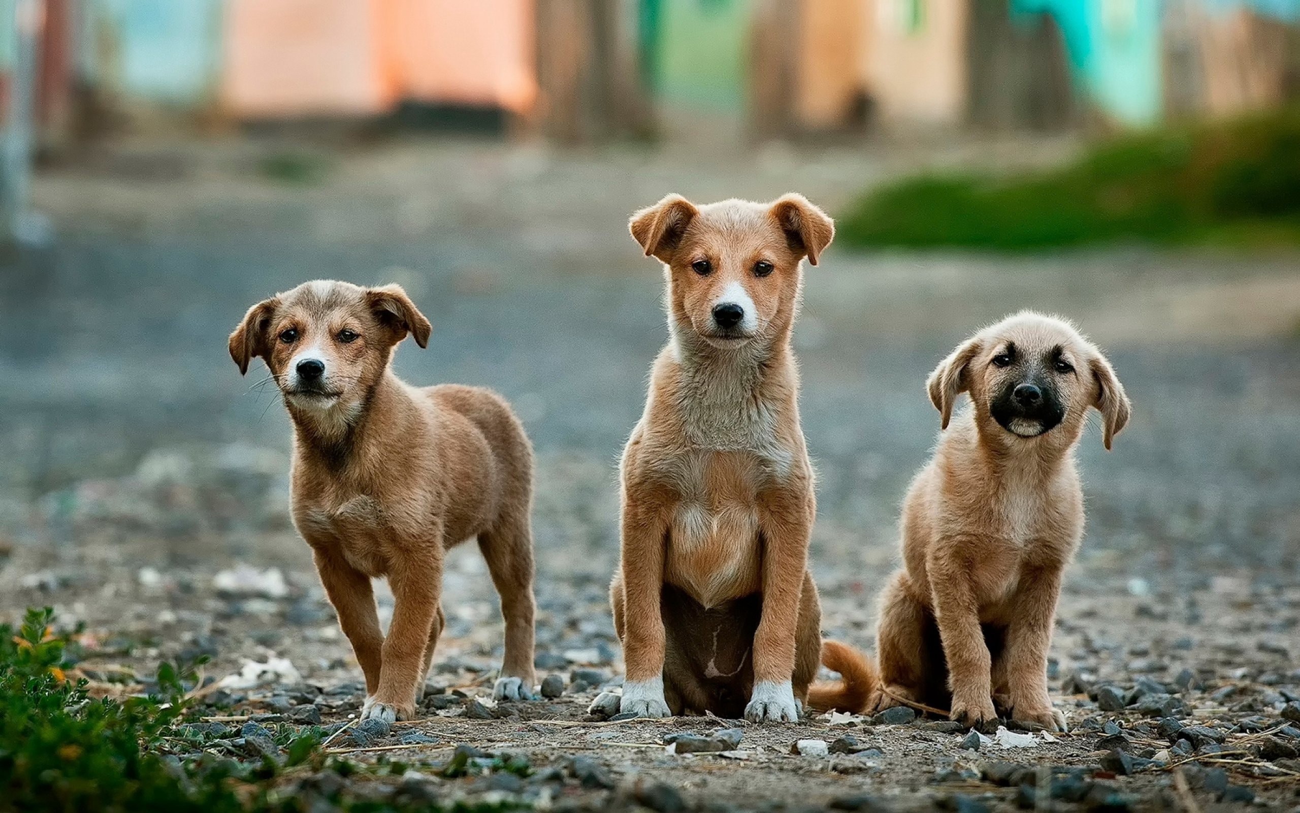 Campanie de sterilizare gratuită pentru câini în București