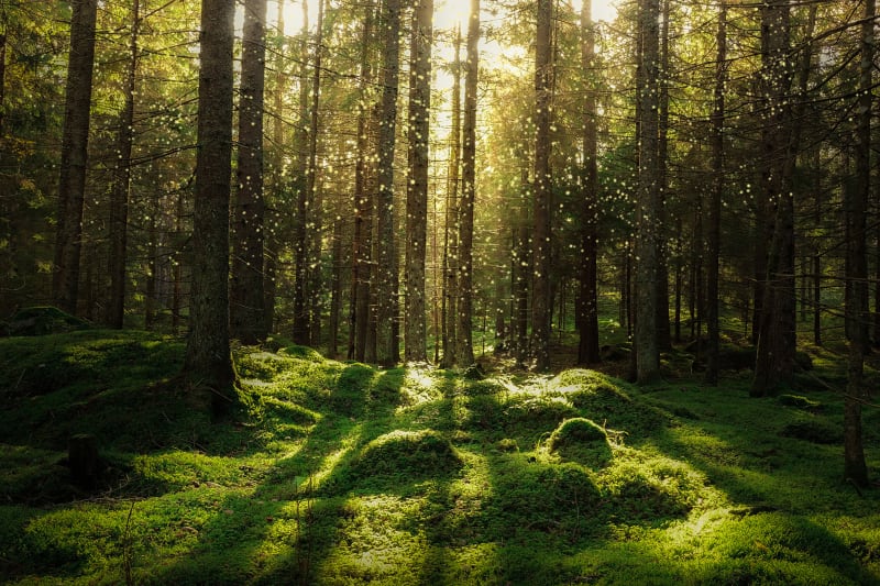 În 2020, au fost efectuate lucrări de regenerare a pădurilor pe o suprafaţă de 25.189 hectare