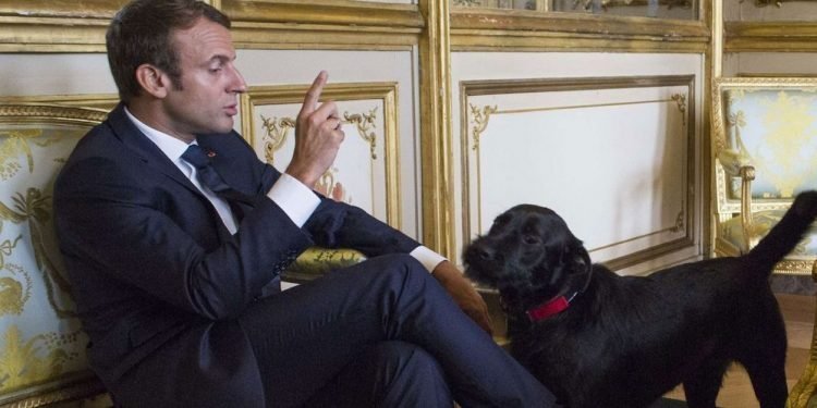 Articol științific semnat de câinele președintelui Franței