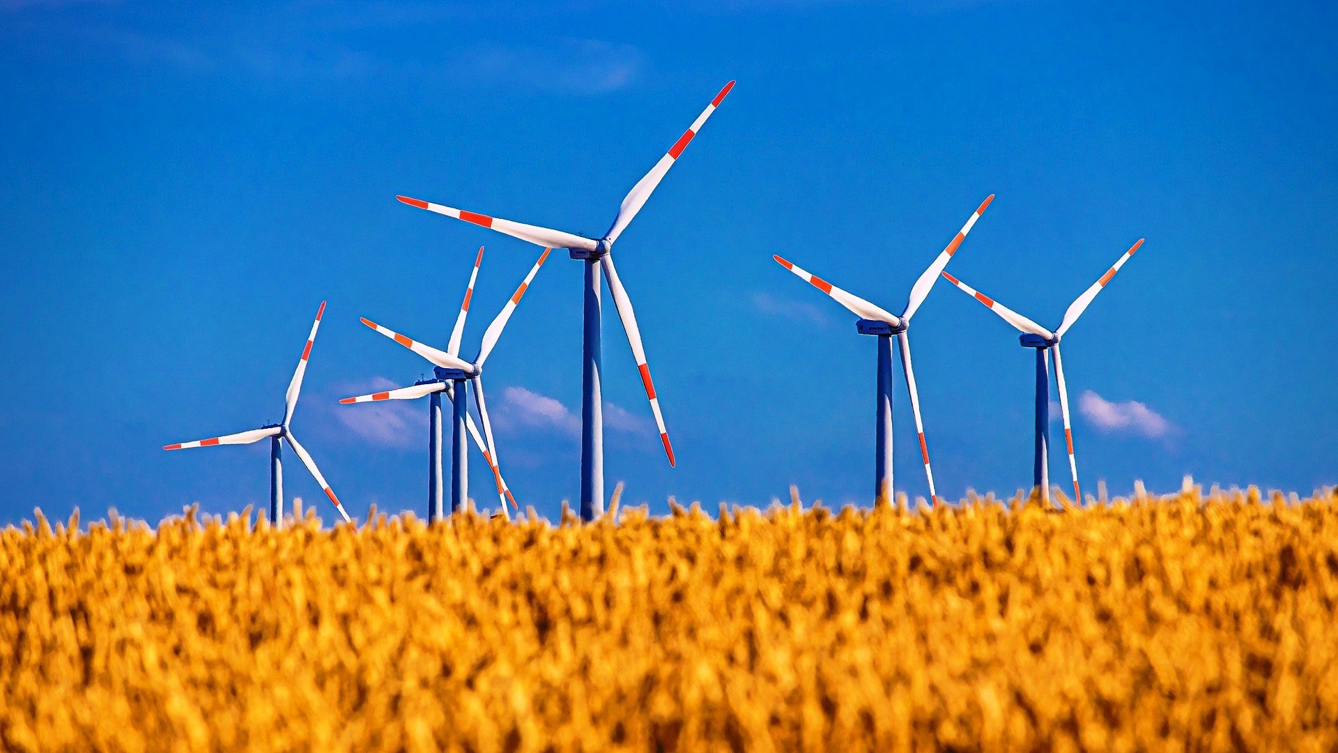 Primarul din Hamburg sugerează că turbine eoliene ar putea fi amplasate în rezervaţii naturale