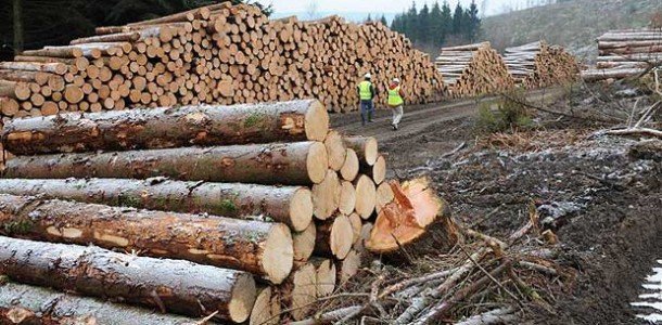 Romsilva a vândut 1,63 milioane mc de lemn de foc pentru populaţie