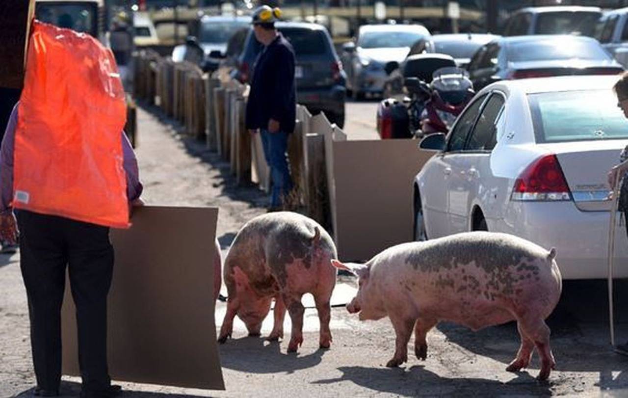 200 de porci, blocați pe autostrada A1