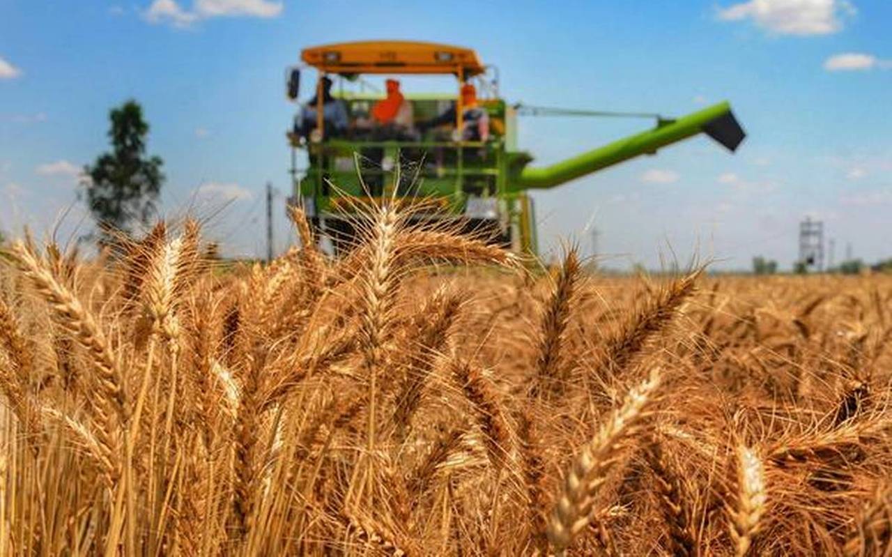 Egiptul caută furnizori de grâu. Câștigă România de pe urma conflictului dintre Ucraina şi Rusia?