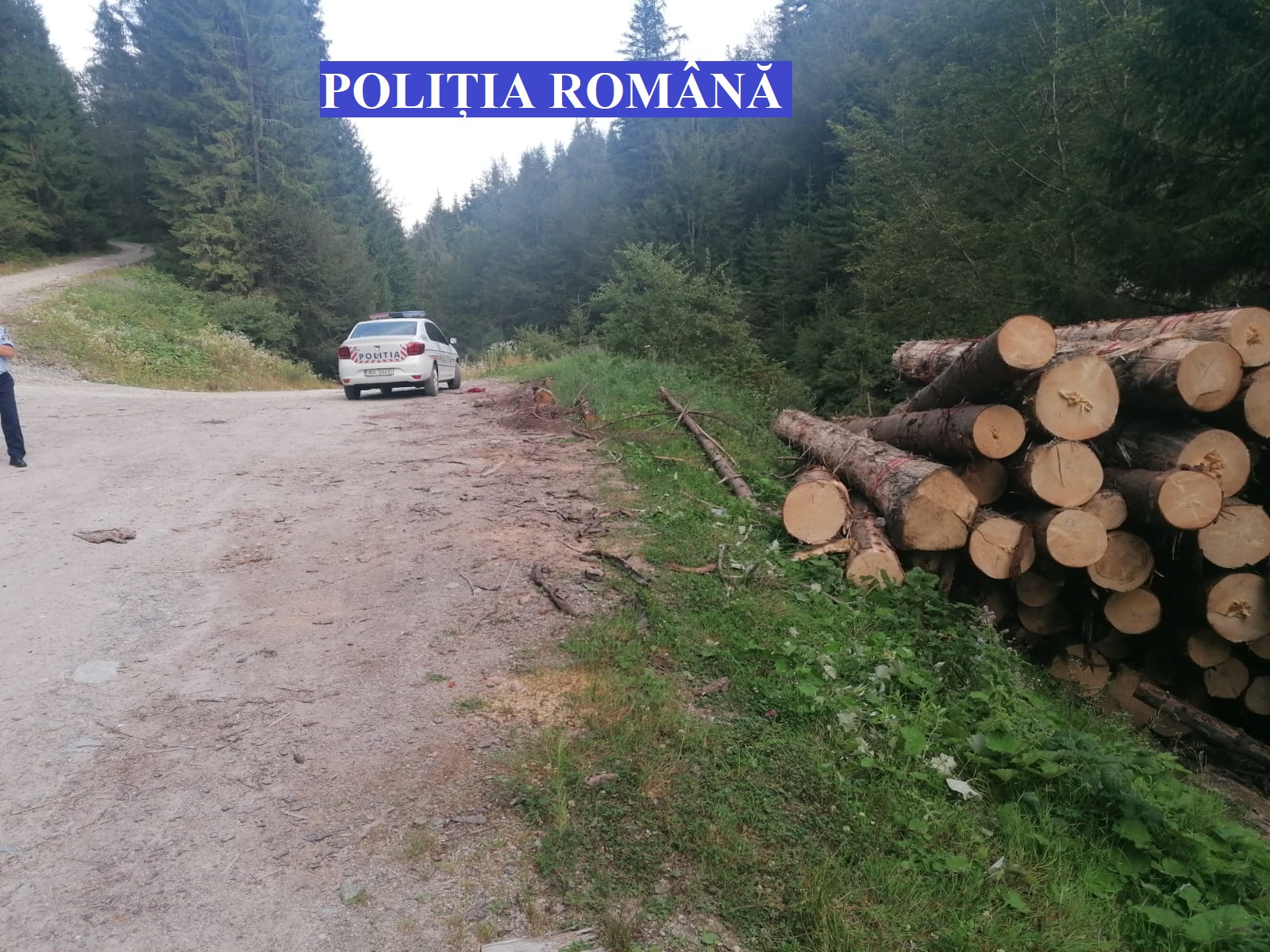 Activiștii de mediu avertizează: Pădurile României, încotro?