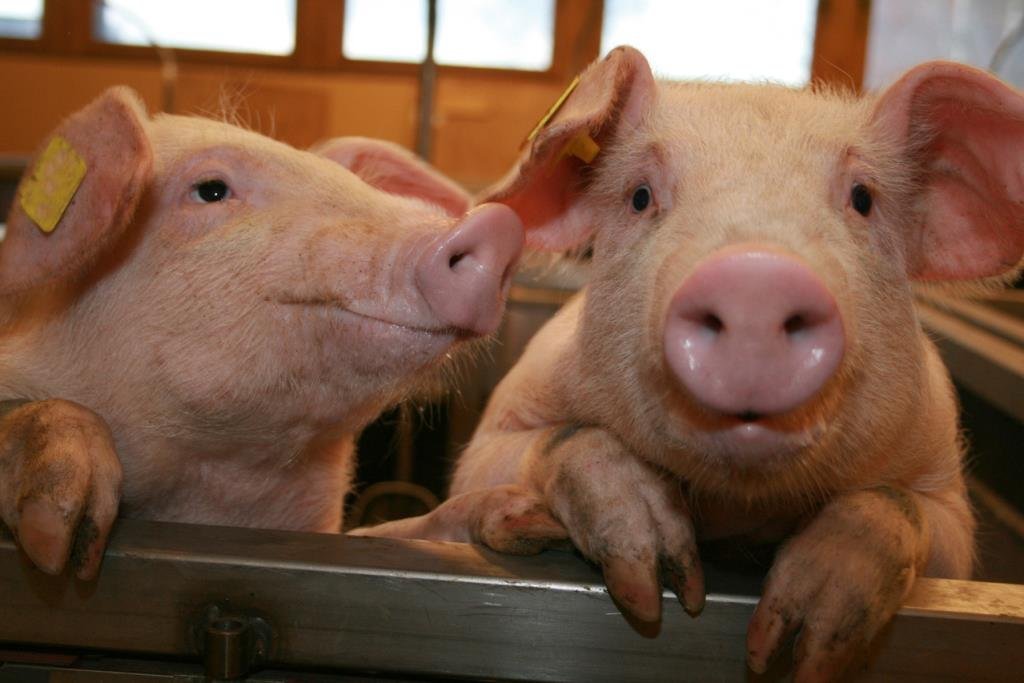 Finanțele suplimentează bugetul ANSVSA pentru plata crescătorilor de porci afectați de pesta porcină africană