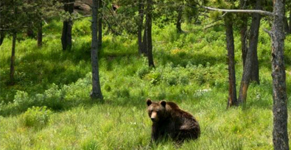 Hotărâre de Guvern: hrănirea urșilor în apropierea localităților va fi amendată