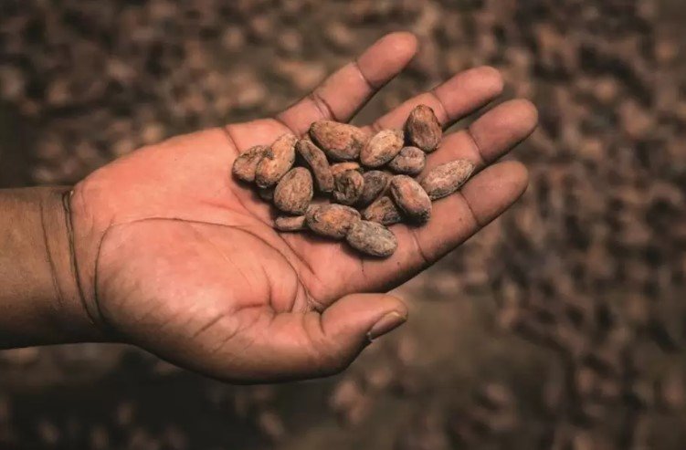 Puratos aduce și în România Cacao-Trace, programul de sustenabilitate pentru producția de ciocolată
