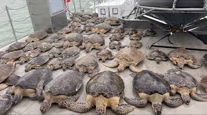 Eveniment fără precedent în Texas: Broaște țestoase eșuate