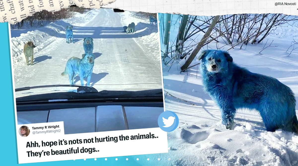 Straniu: Haită de câini cu blana albastră, în Rusia (VIDEO)