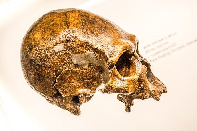 craniu strămoș