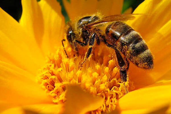 Vital pentru omenire: Noua abordare a protecției albinelor