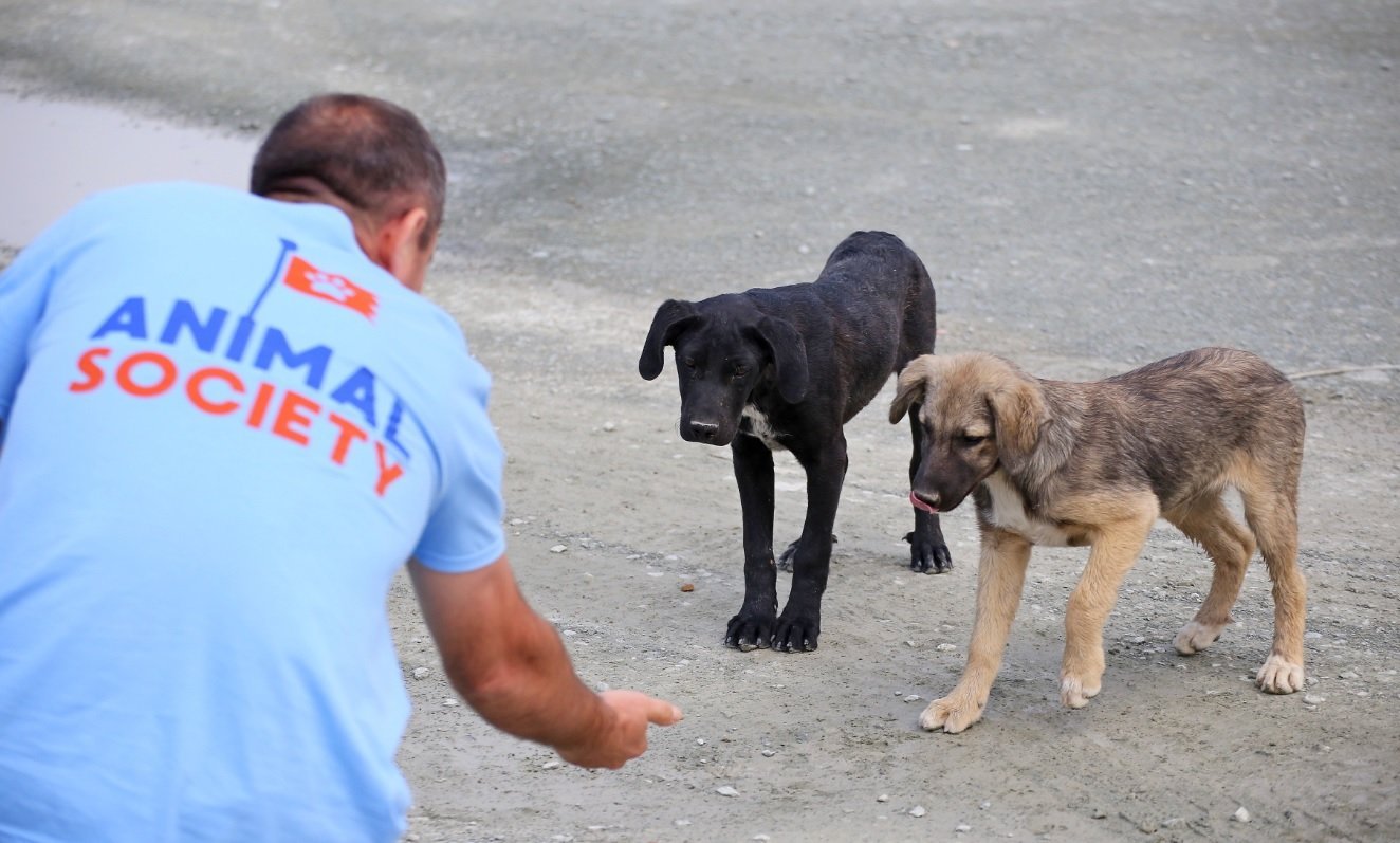 Cum te aperi de câinii agresivi – sfaturi de la poliţistul care a salvat de la moarte un om atacat de o haită de câini