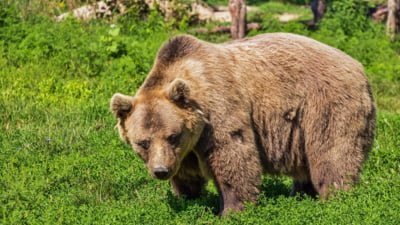 Urșii atacă din nou: victima a fost supusă intervenției chirurgicale
