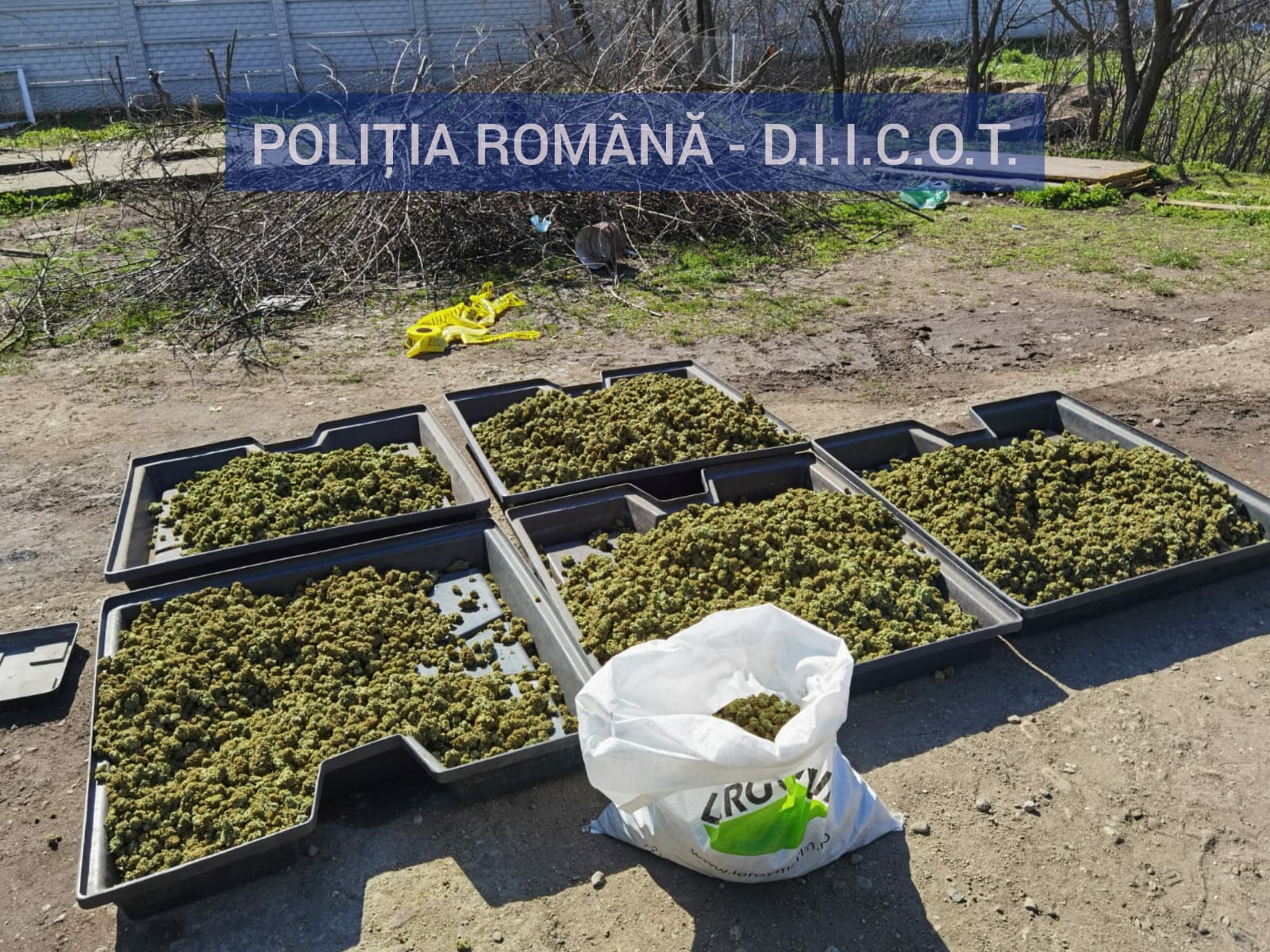 Plantație de cannabis, descoperită lângă Craiova FOTO
