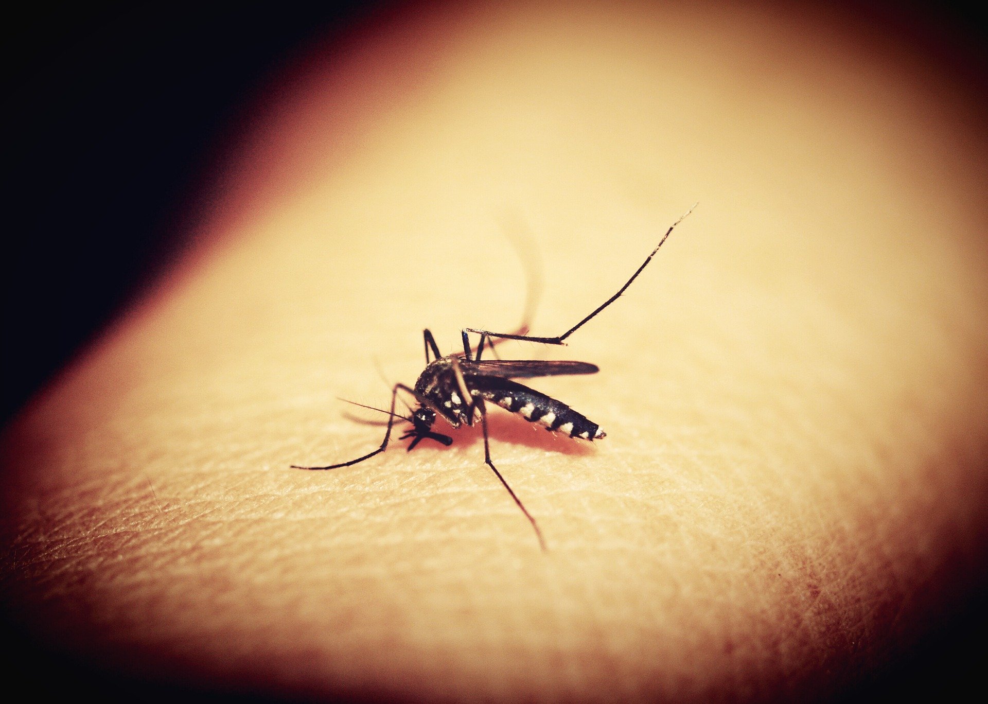 Nu scăpăm de virusul Zika! Ce boli grave ne pândesc vara aceasta