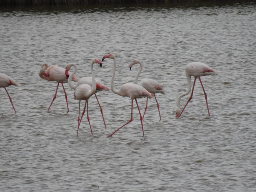 Uimitoarele păsări flamingo care au venit în România