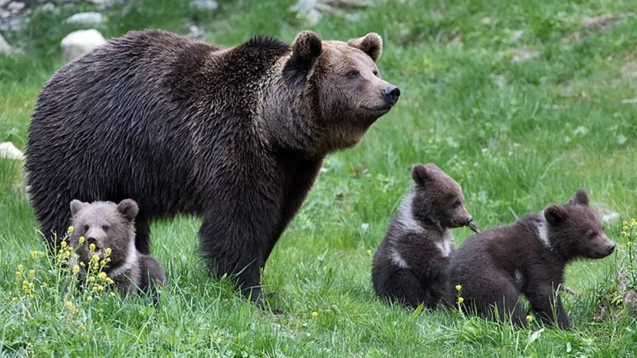 Premieră în ultimii 50 de ani: Trei pui de urs născuţi în Pirinei