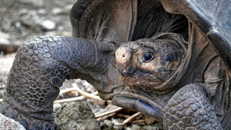 A reapărut broasca țestoasă gigant, considerată dispărută (VIDEO)