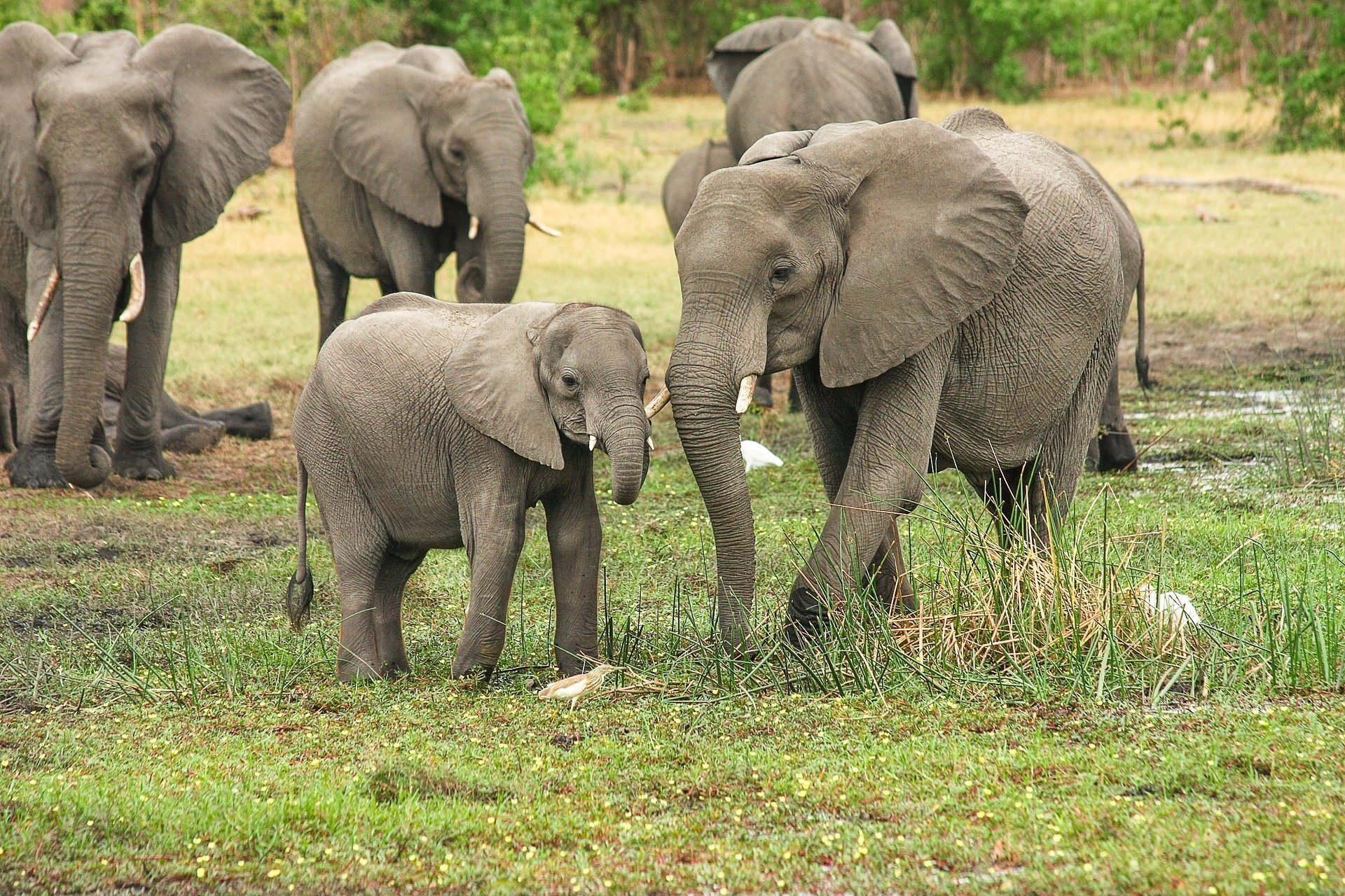 12 elefanți captivi la circ au fost eliberați într-o rezervație din Florida