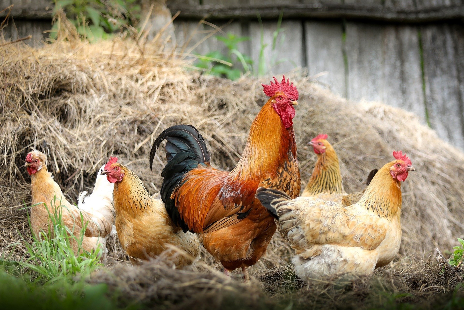 Gripa aviară: Aproape o mie de focare în fermele de păsări din Europa