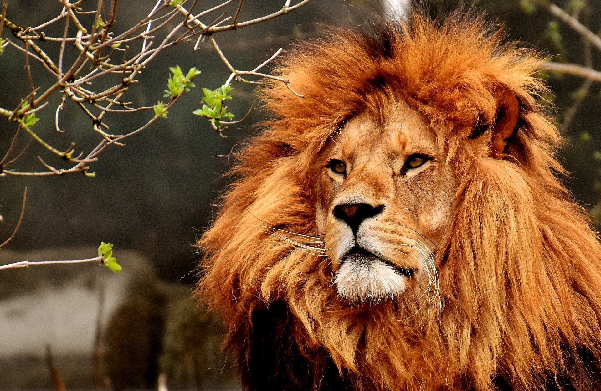 Doi lei au fost testaţi pozitiv cu coronavirus la un parc safari