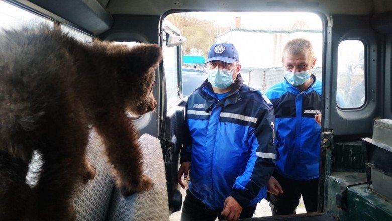 Jandarmii montani din Argeș au salvat doi pui de urs