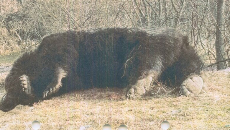 Tanczos Barna: Au pornit două anchete paralele în cazul ursului extras din fondul de vânătoare Covasna