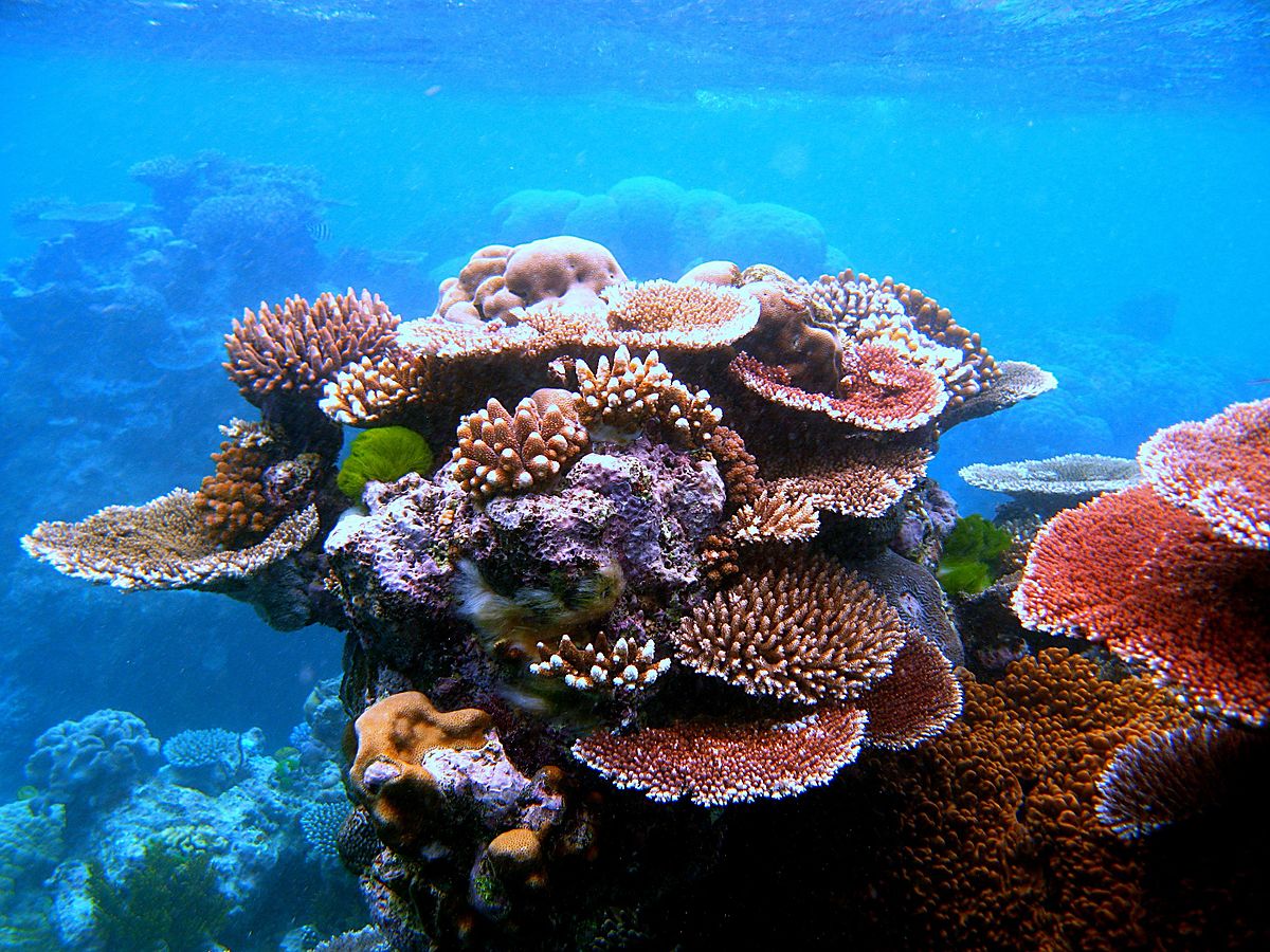 Un coral cu vârsta de peste 400 de ani, descoperit în Marea Barieră de Corali