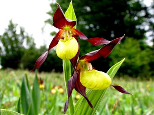 O orhidee foarte rară și protejată prin lege a înflorit în Parcul Natural Putna Vrancea (VIDEO)