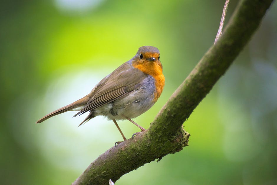 Jumătate din speciile de păsări sunt în declin la nivel global, potrivit BirdLife