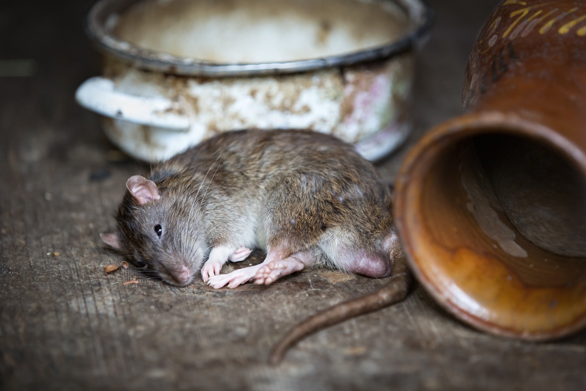 Atenție la șobolani! Pot fi purtători ai unei sușe a noului coronavirus