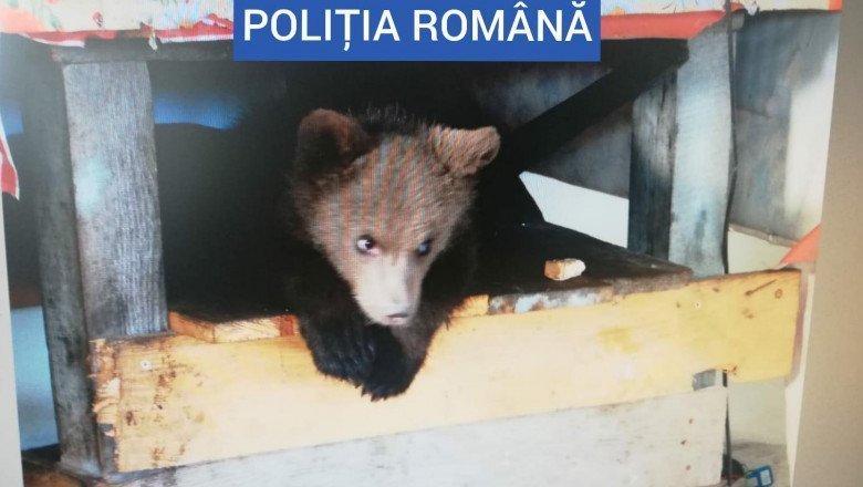 Trupele speciale au găsit un pui de urs ținut captiv de un bărbat din Borșa. Acesta avea și 40 de kilograme de carne de vânat (FOTO-VIDEO)