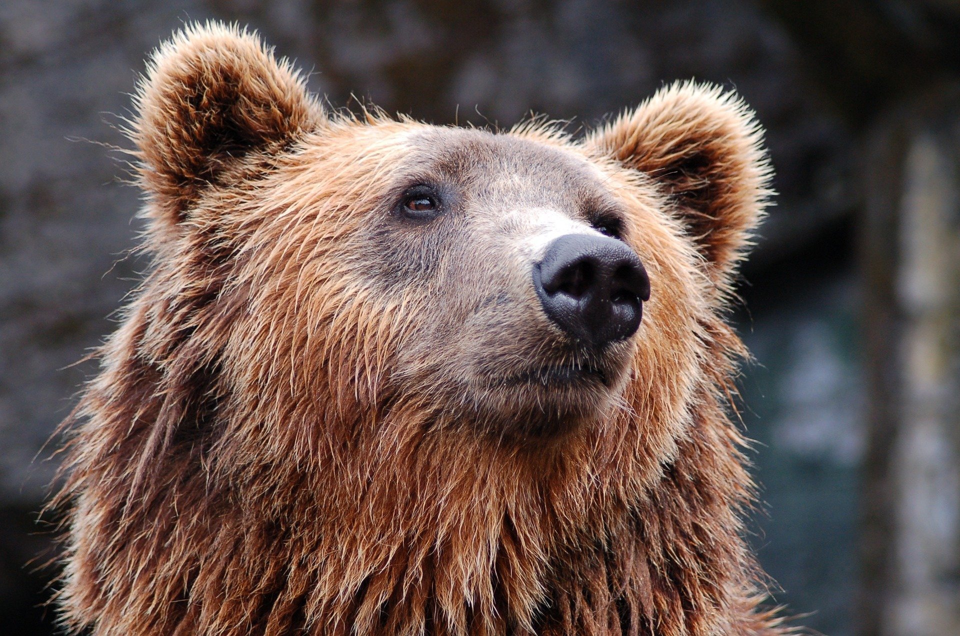 Un bărbat s-a luptat cu un urs grizzly timp de o săptămână. Cum a scăpat acesta