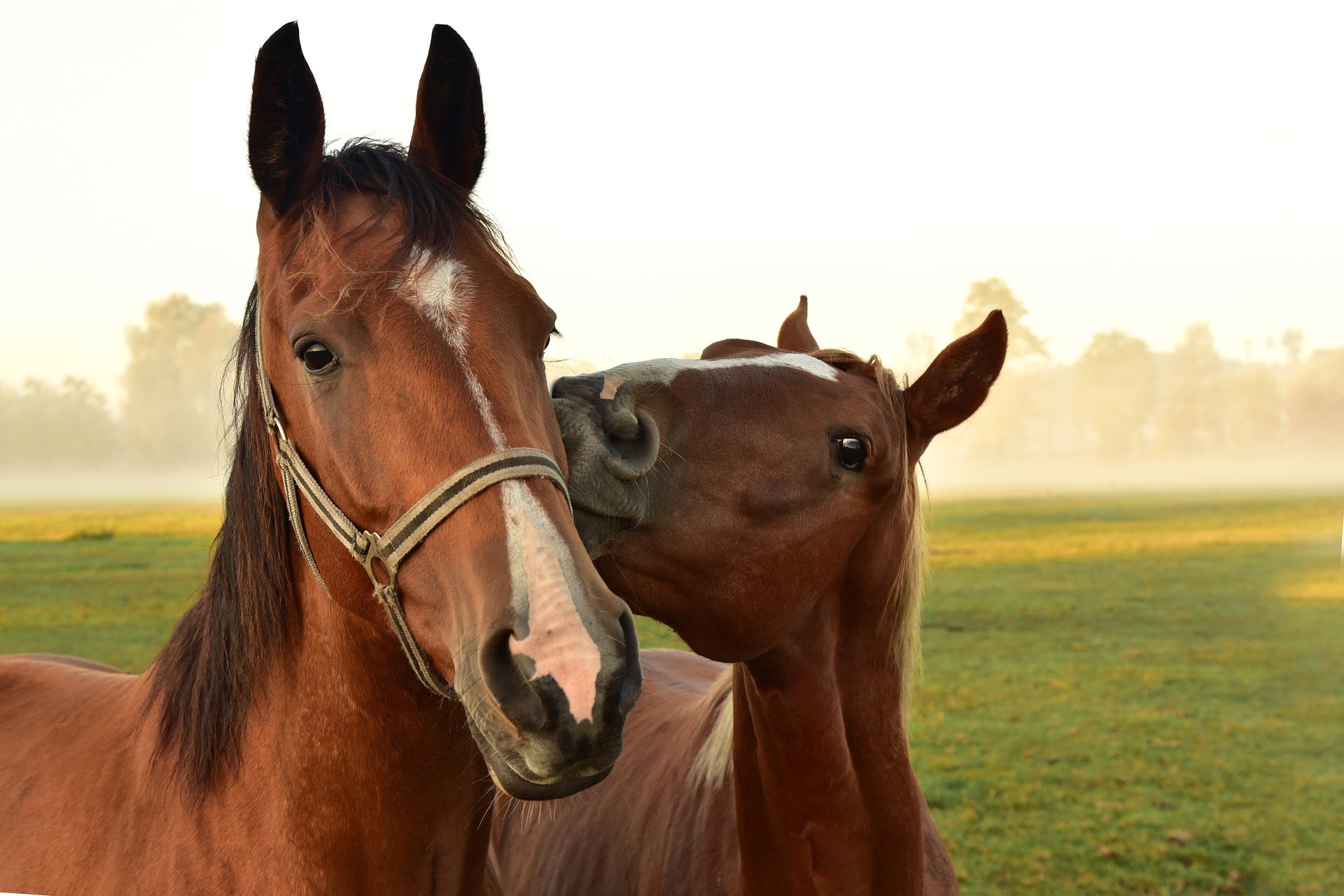 Mii de cai de curse tineri sunt uciși cu cruzime la un abator din Marea Britanie. Care este motivul