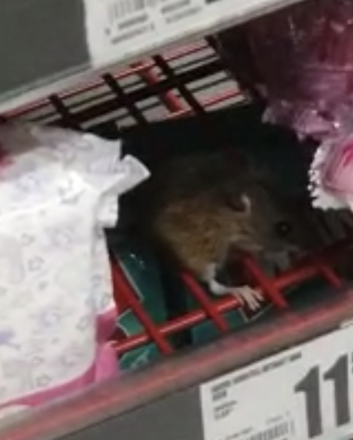 Șoarece filmat în timp ce mânca o ciocolată pe raftul unui supermarket (video)