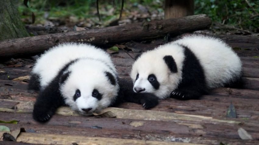 Au fost aduși pe lume urși panda gemeni, la o grădină zoologică din Franţa (VIDEO)