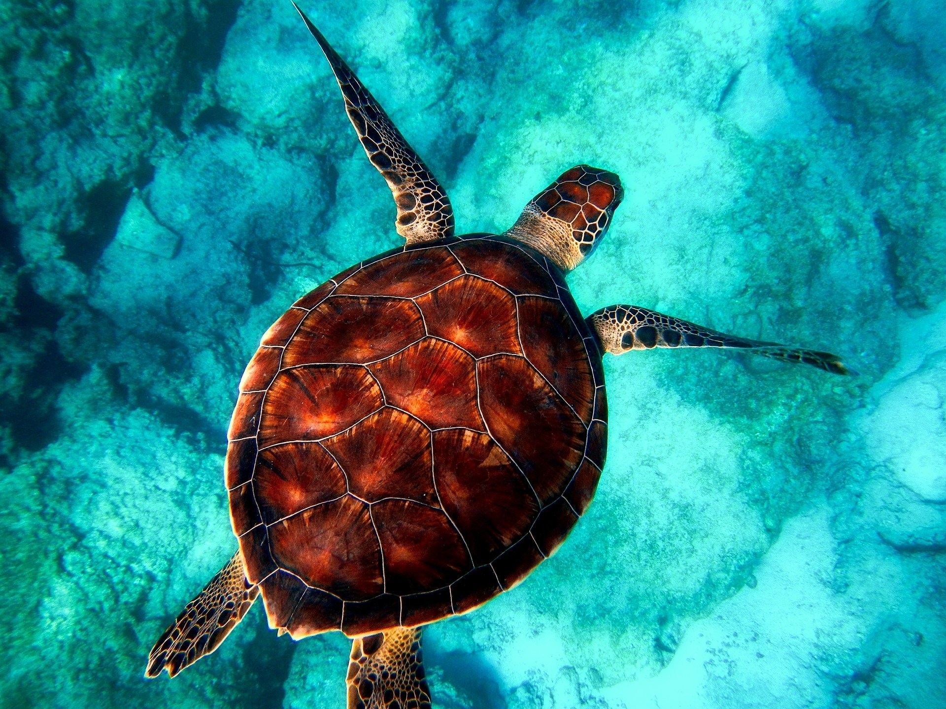 Țestoasele sunt în mare pericol! Plasticul din oceane creează o „cacpană evolutivă”