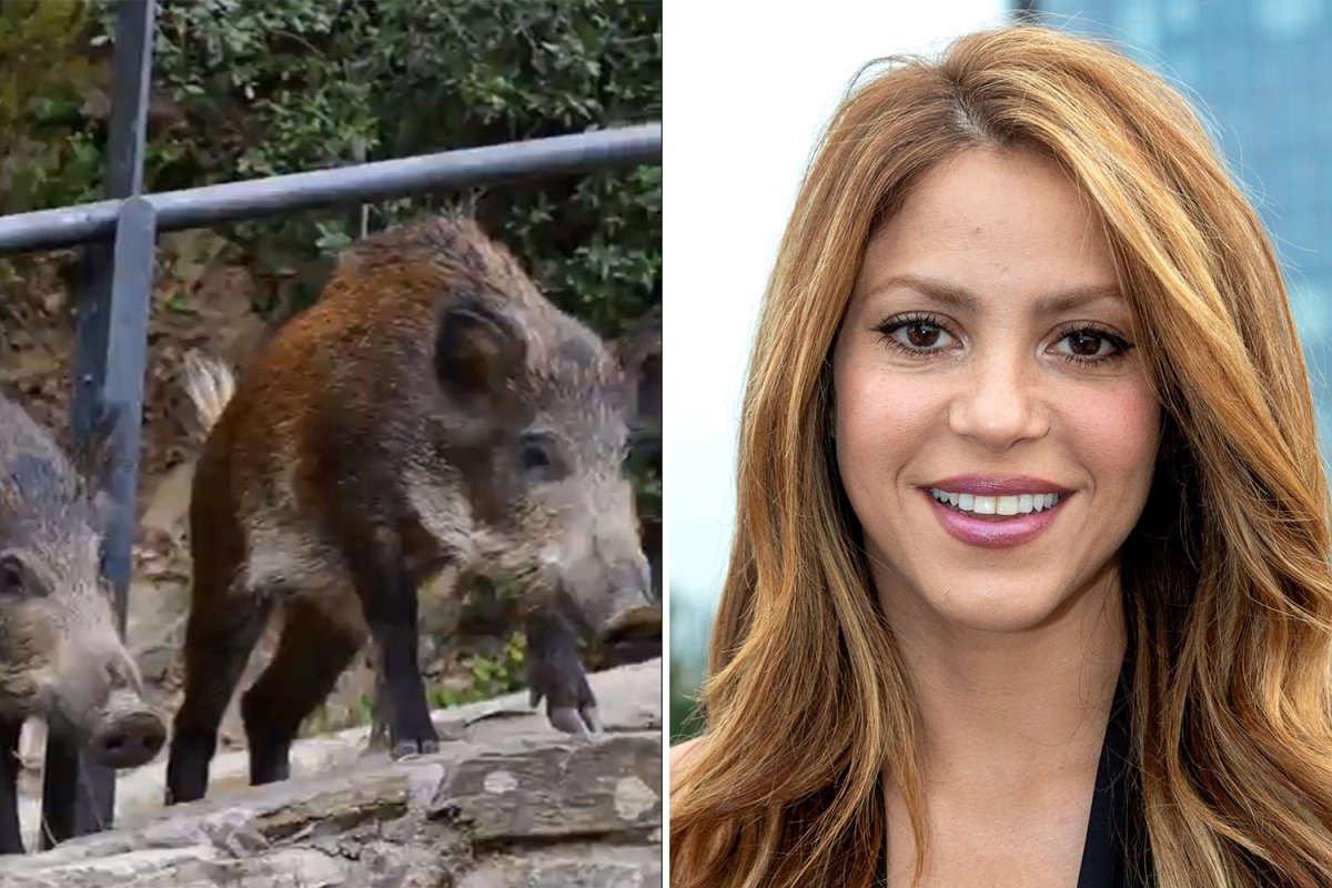 Shakira a fost atacată de mistreți