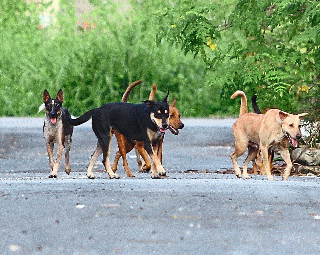 Aproape 100 de câini Shih Tzu, salvați în stare precară dintr-o casă