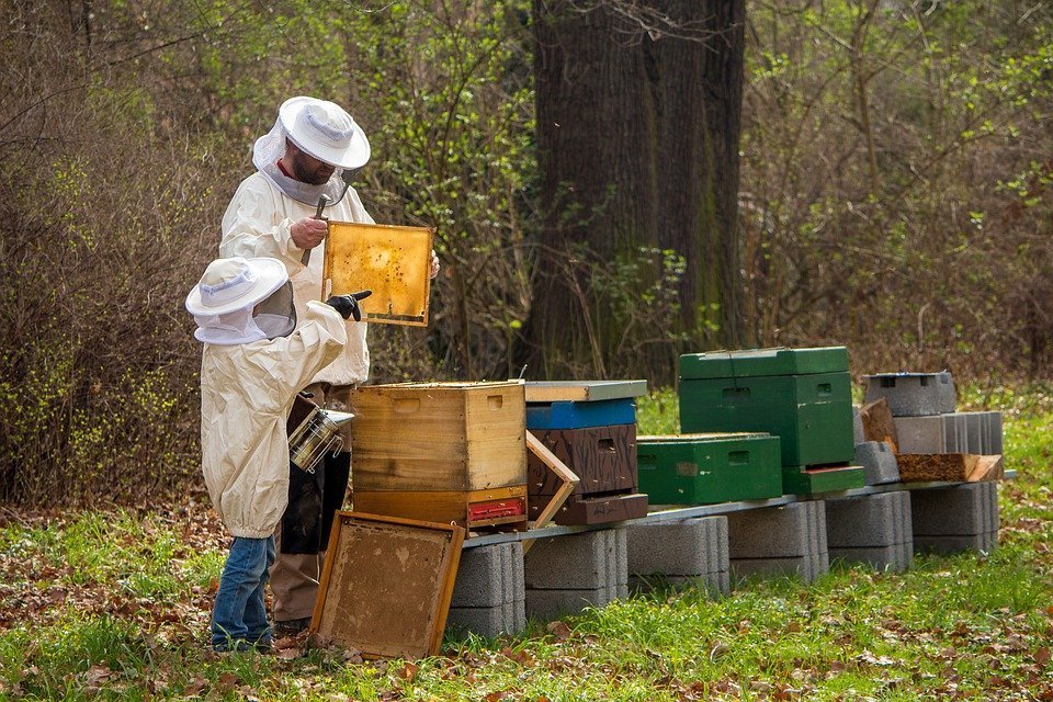 Subvenții de peste 59 milioane lei pentru apicultori. 50% din fonduri vin de la UE
