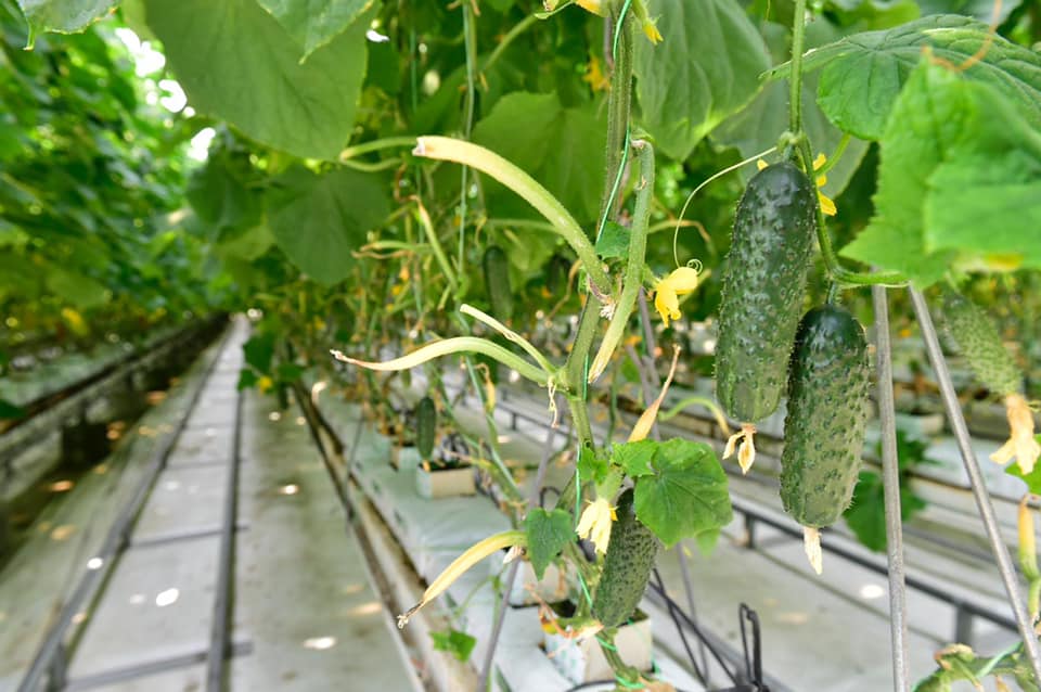 Subvenția pentru legumele cultivate în spații protejate crește la 2.210 euro /1.000 mp. De unde vin banii