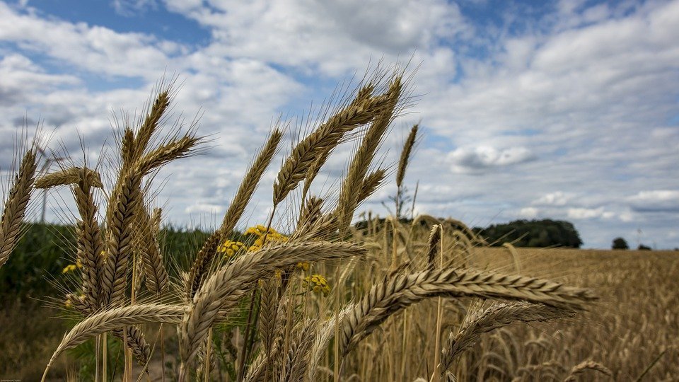 Ucraina: Recolta de cereale în acest an ar putea scădea până la 54,1 – 55,7 milioane de tone