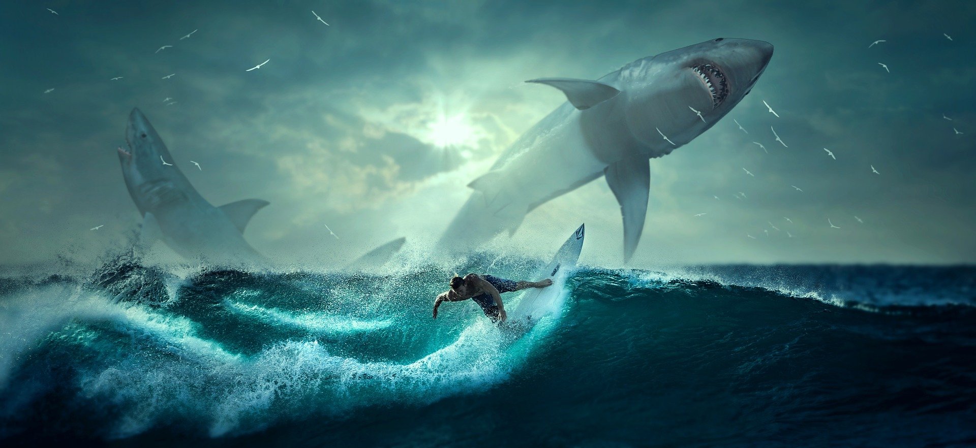Marele rechin alb ar putea ataca omul din greșeală, deoarece seamănă cu hrana lor