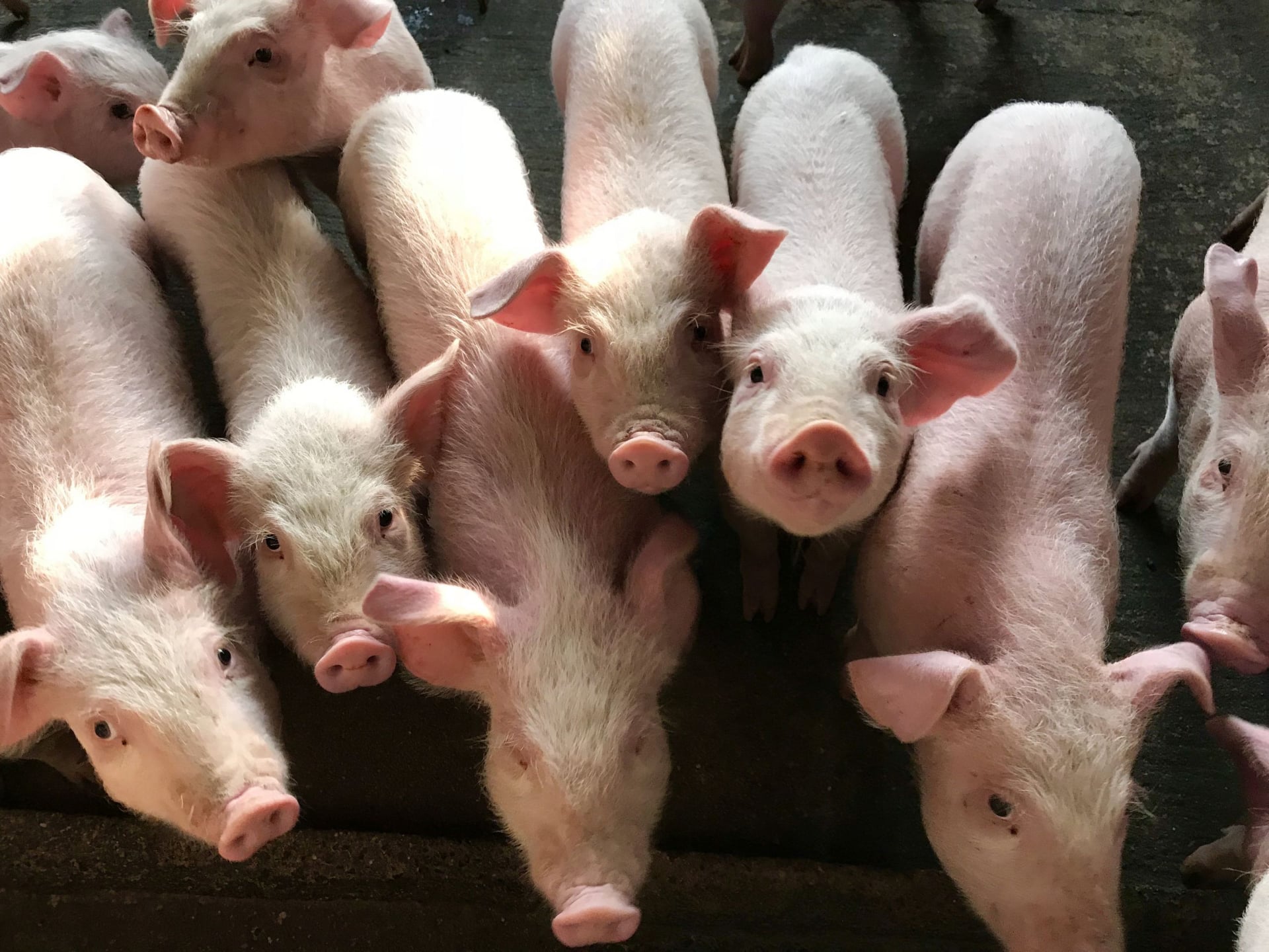 Ministrul Barbu schimbă legea cu privire la porcii crescuți în gospodării