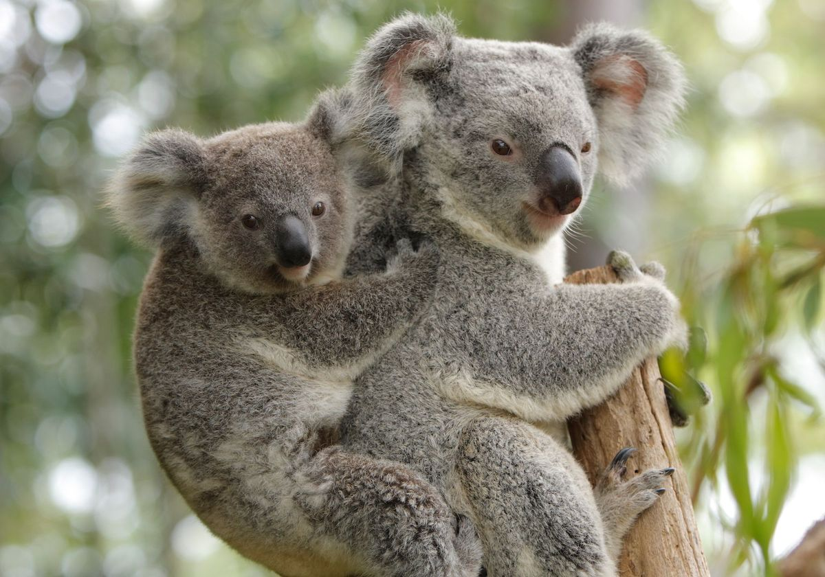Dispar ursuleții Koala? (VIDEO)