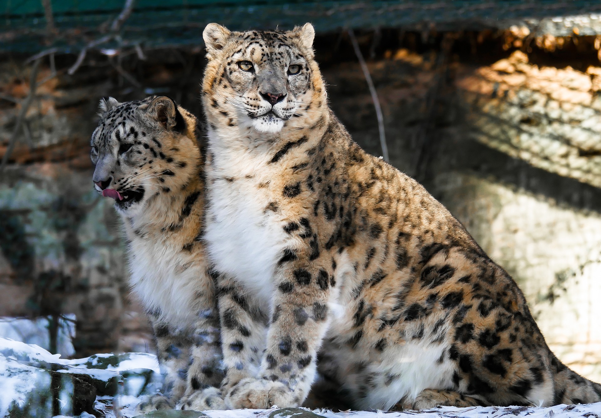 Trei leoparzi ai zăpezilor au murit de COVID la o grădină zoologică