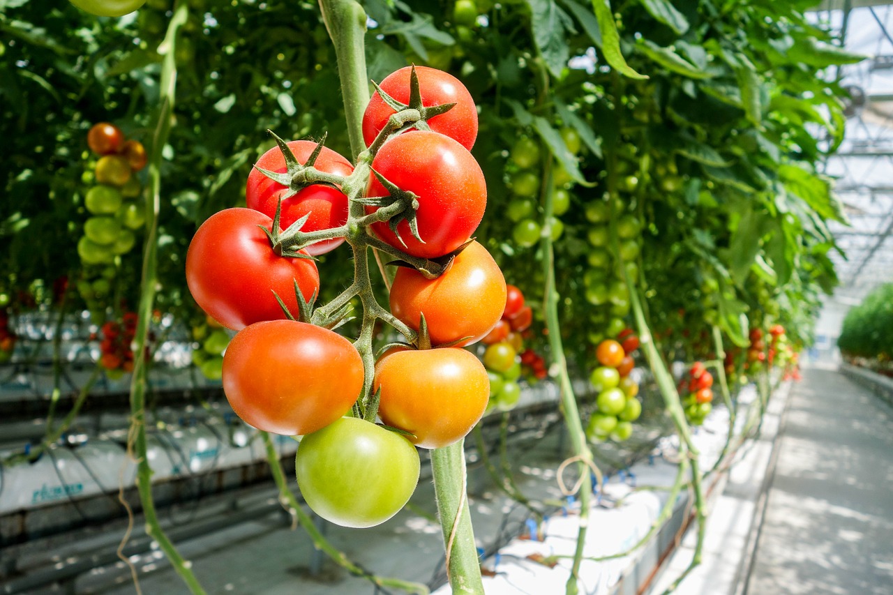 Programul Tomata continuă în 2023 cu un ajutor de 3.000 euro