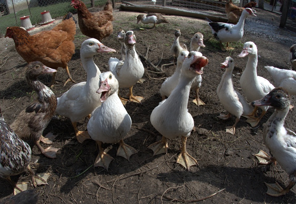Focare de gripă aviară în Ungaria, peste 38.000 de rațe sacrificate