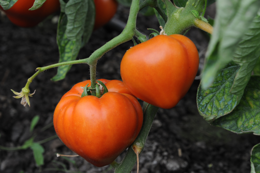 Legumicultorii vor ajutor de minimis de 5.000 euro pentru producția de tomate, în 2023, nu 3.000 euro